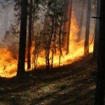 Пожарные будут следить за омскими лесами с помощью веб-камер