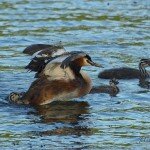 Искусственное озеро "Алтайской долины" начнут заполнять водой из Катуни в октябре