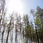 В Алтайском крае нормализовалась пожароопасная ситуация