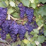 В Алтайском крае будут производить вина из французского винограда