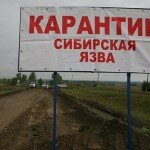 Сибирская язва — это новый «куриный грипп»?