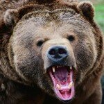 В Томской области открыта весенняя охота на медведя